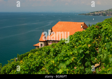 Weingut Clos des Abbayes, UNESCO-Welterbe Lavaux am See Leman, Waadt, Schweiz Stockfoto