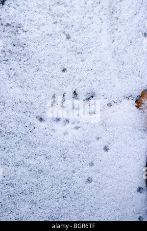 Long-tailed Feld oder Waldmaus (Apodemus Sylvaticus). Fußspuren im Schnee. Stockfoto