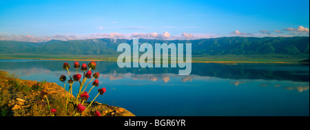 Blühende Maral Root am Ufer des Bukhtarma-Wasser-Reservoir. Das Altai-Gebirge, Ost-Kasachstan Stockfoto