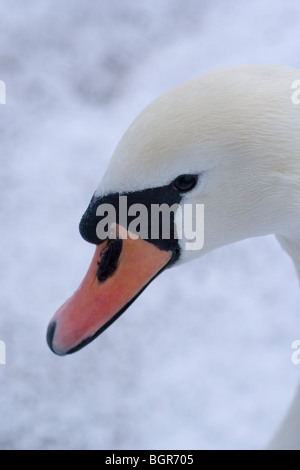 Höckerschwan (Cygnus Olor). Erwachsener, Kopf. Hinweis Rechnung Farbe. Stockfoto
