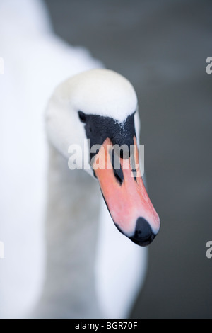 Höckerschwan (Cygnus Olor). Schnabel oder Rechnung, Regler oder Karunkel und Nagel oder Neb auf Spitze. Stockfoto