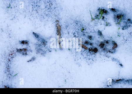 Grau-Eichhörnchen (Sciurus Carolinensis). Fußspuren im weichen Schnee. Stockfoto