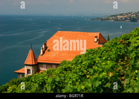 Weingut Clos des Abbayes, UNESCO-Welterbe Lavaux am See Leman, Waadt, Schweiz Stockfoto