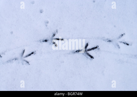 Red-legged oder Französisch Rebhuhn (alectoris Rufa). Fuß Drucke in den schmelzenden Schnee. Nach rechts. Stockfoto