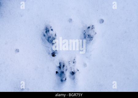 Graue Eichhörnchen (Sciurus carolinensis). Vollständiger Satz von vier Fuß druckt im Schnee. Abdrücke deuten die Vorwärtsbewegung, hüpfend, mit der hinteren Füße Landung vor. Stockfoto