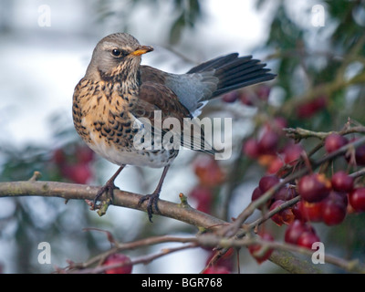 Wacholderdrossel (Turdus Pilaris) auf Malus Red Sentinel (Crab Apple Tree) Stockfoto