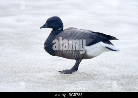 Russisch oder dunkel-bellied Ringelgans (Branta bernicla bernicla). Stehend auf gefrorenem Boden. Stockfoto