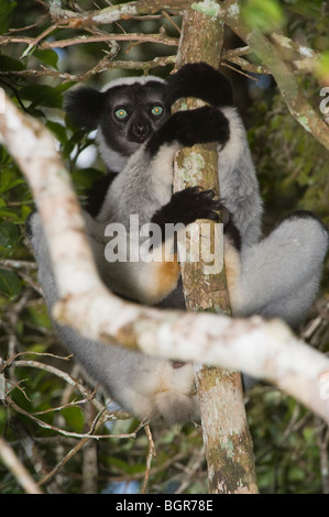 Indri oder Babakoto (Indri Indri), Madagaskar Stockfoto