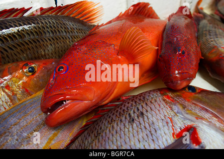 Frische Fische gefangen auf dem Great Barrier Reef Australien Stockfoto