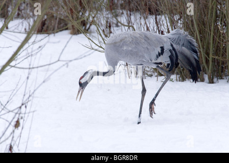 Gemeinsamen, europäischen oder eurasischer Kranich (Grus Grus). Nahrungssuche unter harten klimatischen Bedingungen. Winter. Norfolk. Stockfoto