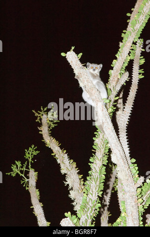 Rötlich-Grauer Mausmaki (Microcebus Griseorufus), Madagaskar Stockfoto