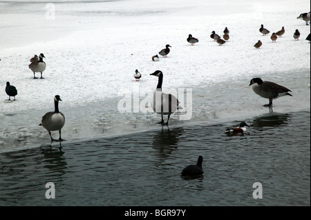 Vögel auf dem zugefrorenen See im Crystal Palace Park, Sydenham im kalten Winter des Jahres 2010 Stockfoto