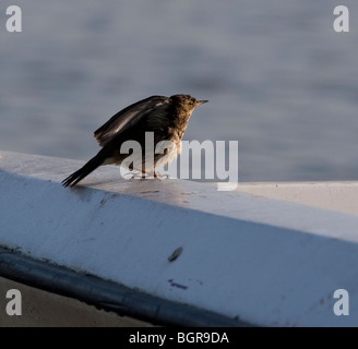 Rock Pieper, Anthus Petrosus thront auf Boot, Hafen von Brunnen, Brunnen-Next-the-Sea, Norfolk, England Stockfoto