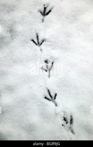 Taube Spuren hinterlassen in gefrorenen Schnee auf dem Kirchhof von St. Mary the Virgin Ladywell, Lewisham Stockfoto