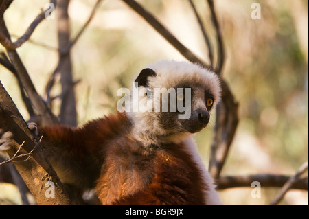 Coquerel Sifaka (Propithecus Coquereli), Madagaskar Stockfoto