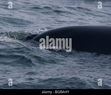 Gemeinsamen Zwergwal oder nördlichen Zwergwal (Balaenoptera Acutorostrata), Reykjavík, Island. Stockfoto