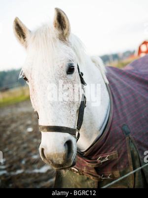 Ein weißes Pferd, Nahaufnahme, Schweden. Stockfoto