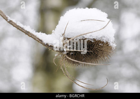 Karde, die mit Schnee bedeckt Stockfoto