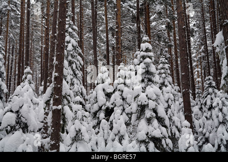 Schnee bedeckt Kiefer Wald Aladag Berg Bolu Türkei Stockfoto