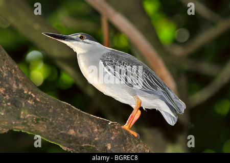 Gekerbten Reiher Butorides striata Stockfoto