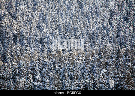 Schneebedeckte Pinienwald Aladag Bolu Türkei Stockfoto