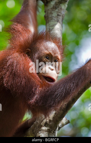 Verwaistes Orang-Utan im Rasa Ria Nature Reserve, Kota Kinabalu, Sabah, Malaysia Borneo Stockfoto