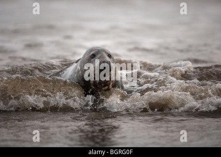 Kegelrobben, Halichoerus Grypus, spielen in der Brandung. Donna Nook, Lincolnshire Wildlife Trust Naturschutzgebiet, uk Stockfoto