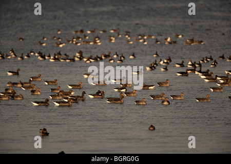 Graugans Anser Anser Tophill Low Reservoir, East Yorkshire, UK Stockfoto