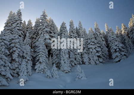 Schnee bedeckt Kiefer Wald Aladag Berg Bolu Türkei Stockfoto