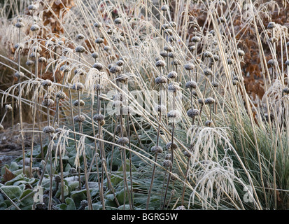 Gräser und Samenköpfe bedeckt in Raureif, Januar 2010 Stockfoto