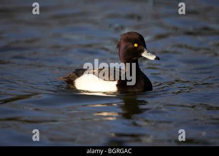 Reiherenten, Aythya Fuligula, Drake, Schwimmen im See, UK Stockfoto