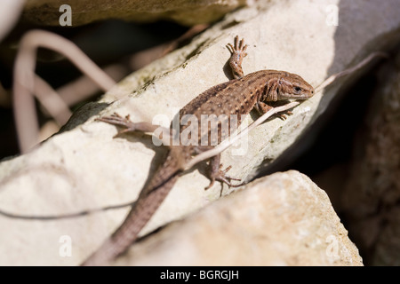 Gemeinen Eidechse (Lacerta Vivipara) auf Trockenmauer, Dorset, Großbritannien Stockfoto