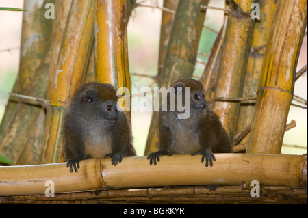 Östlichen weniger Bambus Lemur (Hapalemur früh), Madagaskar Stockfoto