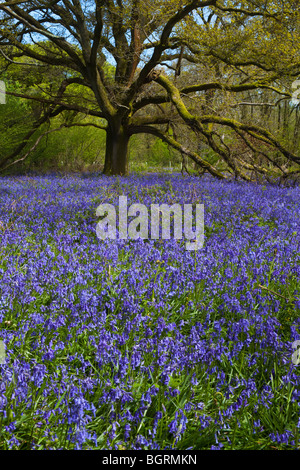 Ein Teppich aus Glockenblumen rund um eine Reife Eiche in Sonne gebadet Stockfoto