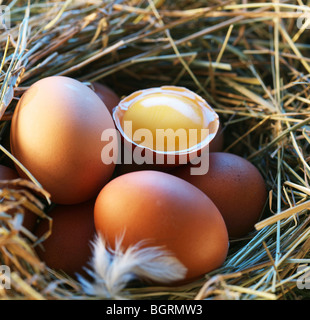 Hühnereier im Stroh mit halben eine gebrochene Ei im Morgenlicht. Stockfoto