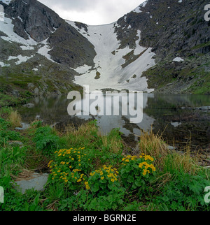 Sumpfdotterblumen Blumen am Ufer des Karakol-See. Altai-Gebirge Russland Stockfoto