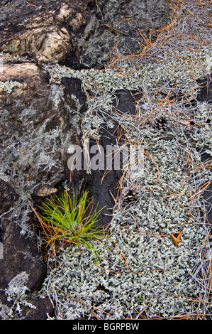 Rote Kiefer (Pinus Resinosa) Sämling und Wooly Schaum Flechten auf Felsvorsprung, Greater Sudbury, Ontario, Kanada Stockfoto