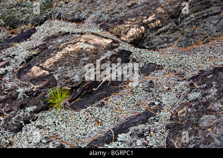 Rote Kiefer (Pinus Resinosa) Sämling und Wooly Schaum Flechten auf Felsvorsprung, Greater Sudbury, Ontario, Kanada Stockfoto