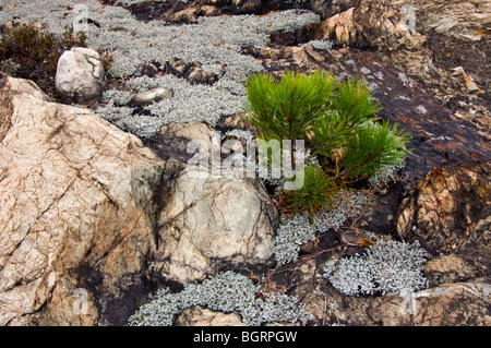 Rote Kiefer (Pinus Resinosa) Sämling und Wooly Schaum Flechten auf Felsvorsprung, Greater Sudbury, Ontario, Kanada Stockfoto