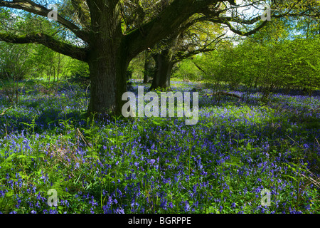 Ein Teppich aus Glockenblumen rund um Reifen Eichen in der Sonne gebadet Stockfoto