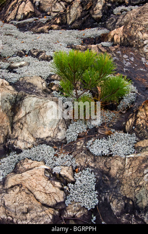 Rote Kiefer (Pinus Resinosa) Sämling und Wooly Schaum Flechten auf Felsvorsprung, Greater Sudbury, Ontario, Kanada Stockfoto