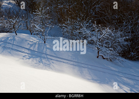 Winterliche Landschaft im Gauja-Nationalpark in der Nähe Gudu Klippen in Vidzeme Lettland Stockfoto