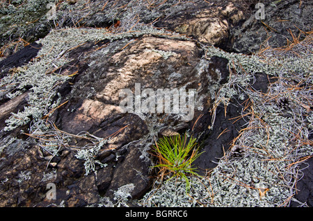 Rote Kiefer (Pinus Resinosa) Sämling und Wooly Schaum Flechten auf Felsvorsprung, Greater Sudbury, Ontario, Kanada Stockfoto