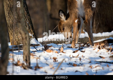 Eine junge Whitetail Deer auf der Suche nach Nahrung in den Schnee. Stockfoto