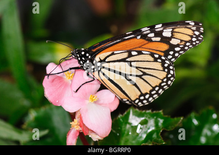 Monarch-Schmetterling ernährt sich von einer Blume Begonie Stockfoto