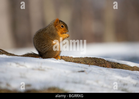 Ein Eichhörnchen sitzend auf einer Baumwurzel auf dem Boden hält Lebensmittel bis zu seiner Mündung. Stockfoto