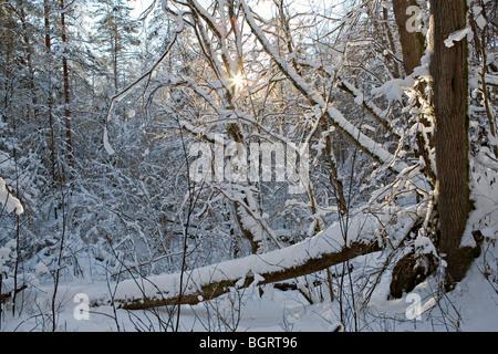 Urwälder im Gauja-Nationalpark in Vidzeme Lettland Stockfoto