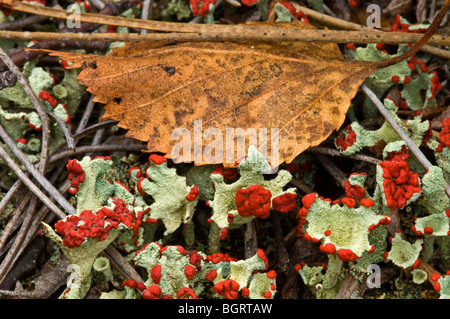 Britischer Soldat Flechten (Cladonia Cristatella) Fruchtkörper und Blatt, Greater Sudbury, Ontario, Kanada Stockfoto