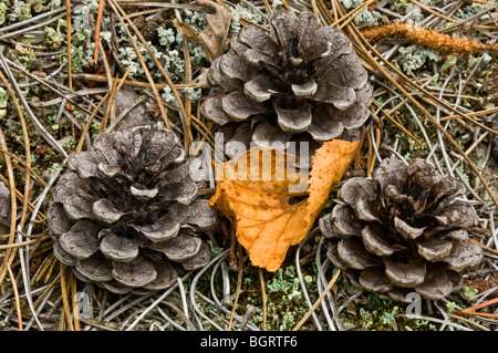 Rote Kiefer (Pinus Resinosa) gefallenen Kegel auf Bett aus Kiefernnadeln, Greater Sudbury, Ontario, Kanada Stockfoto