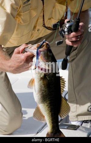 Bass Angler hebt eine typische Forellenbarsch gefangen auf den Kunststoff Wurm aus Lake Tarpon, einem zentral-Florida-See in der Nähe von Clearwater. Stockfoto